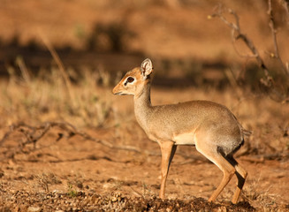 Dik-dik facing left