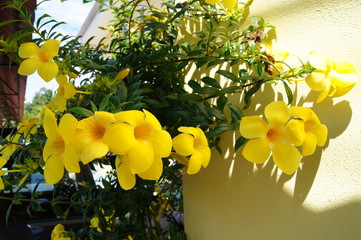 Flowers in Costa Rica