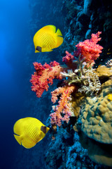 Underwater image of coral reef and Masked Butterfly Fish