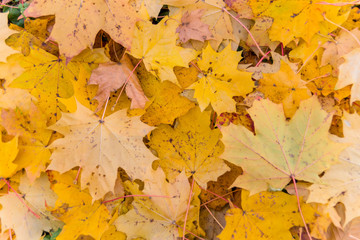 Naklejka na ściany i meble ¯ółte liście jesienią