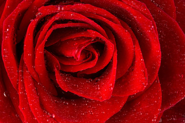 Rote Rose mit Wassertropfen