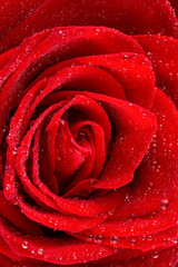 Rote Rose mit Wassertropfen