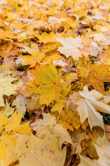 Gelbe Blätter im Herbst