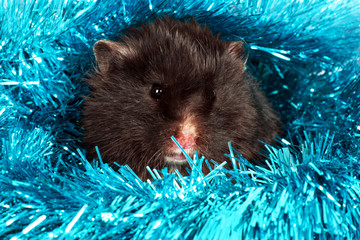 black hamster in gerland