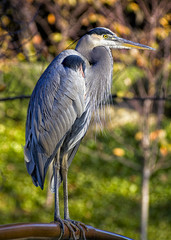 The Great Blue Heron