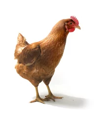 Foto auf Acrylglas Hähnchen Red sex link chicken