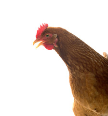 Red sex link chicken