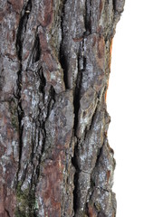 Background and texture of tree bark oak