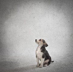 Little Dog