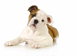 english bulldog puppy