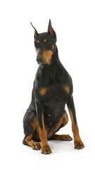 doberman pinscher sitting