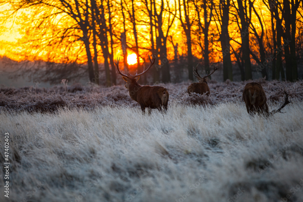 Wall mural red deer