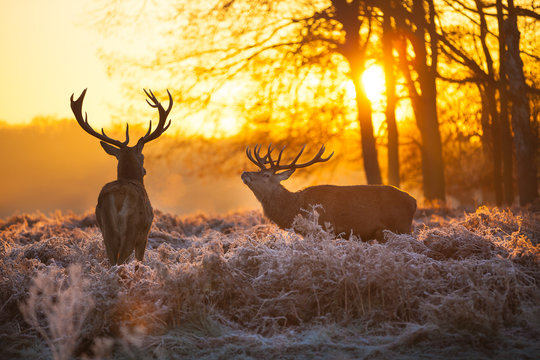 Red deer