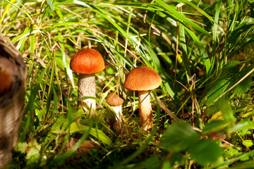 Mushrooms in forest