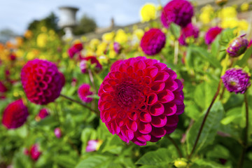 Red and yellow dahlias in a garden.