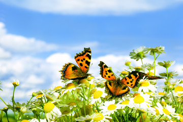 Two butterflies on camomiles