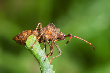 Fototapeta premium Squash bug