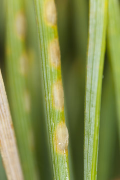 Eggs after European pine sawfly, Neodiprion sertifer