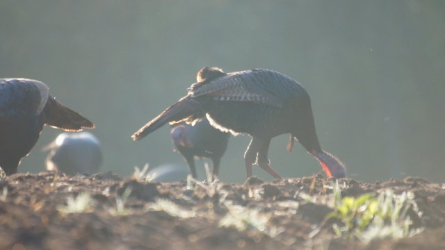 Wild Turkey Jakes feeding in Sunrise