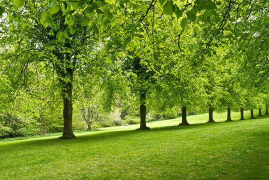 Treeline in Belfast,Northern Ireland.