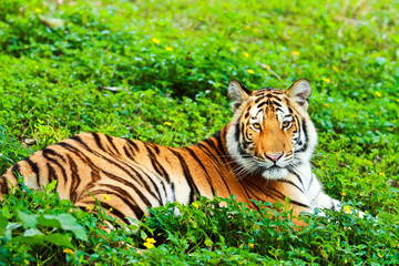 Bengal tiger