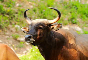 Gaur