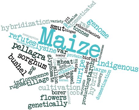 Word cloud for Maize