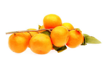 Oranges  in isolated on  white background