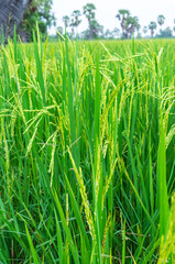 Rice field