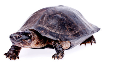 Obraz premium Turtle in isolated on white background
