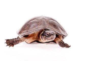 Turtle in isolated  on white background
