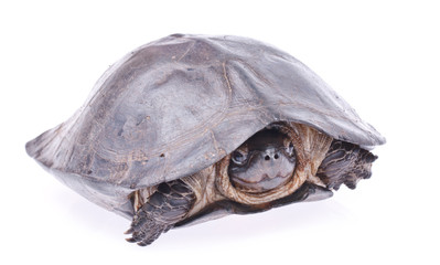 Turtle in isolated  on white background