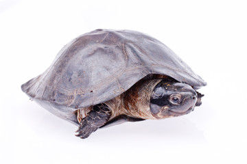 Turtle in isolated  on white background