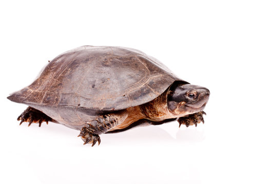 Turtle in isolated  on white background