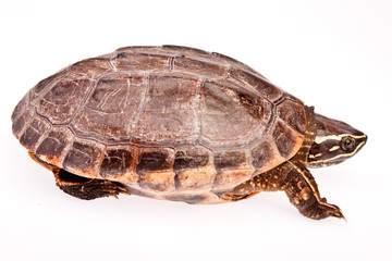 Fototapeta premium turtle in isolated on white background