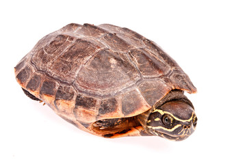 Obraz premium turtle in isolated on white background