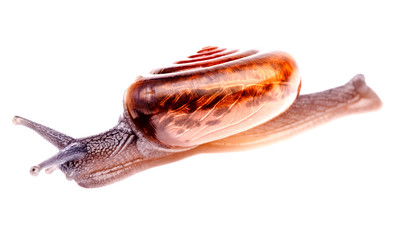 Brown snail on a white background