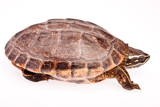 turtle in isolated on white background