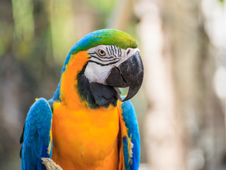Blue and Gold macaw, Scientific name 