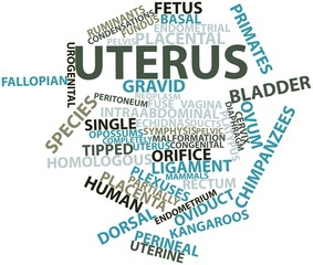 Word cloud for Uterus