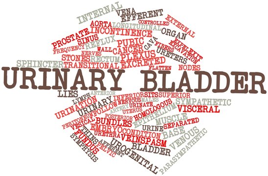 Word cloud for Urinary bladder
