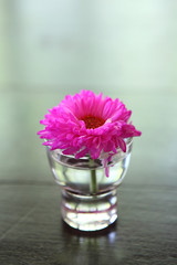 Purple flower in jar