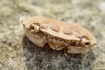 Shell Crab