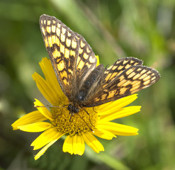 Scheckenfalter, Schmetterling, Tagfalter