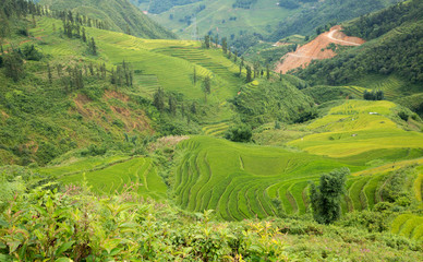 Obraz premium Rice plantation in Sapa