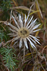Silberdistel