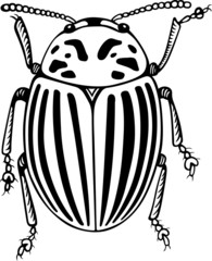 Colorado potato beetle close-up