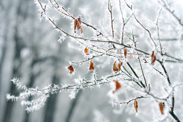 tree branch with dry leaves covered with hoarfrost rime