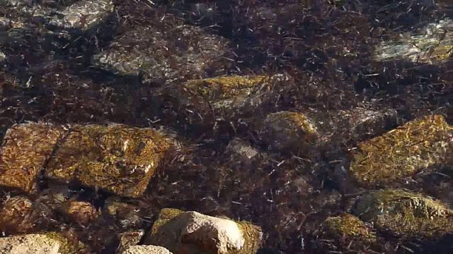 movimento d'alghe tra gli scogli di la maddalena 5