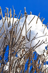 Schneehaube